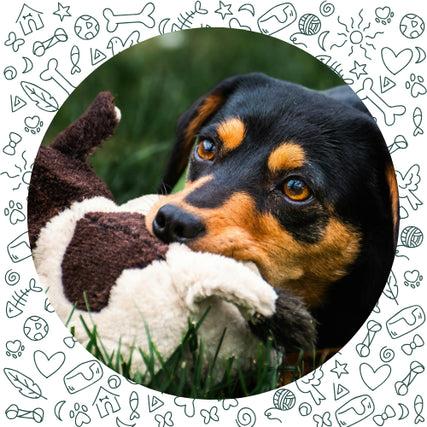 Dog SuppliesA black and brown dog with attentive eyes holds a plush toy while lying on lush green grass. Playful doodles frame the image, adding a fun touch.