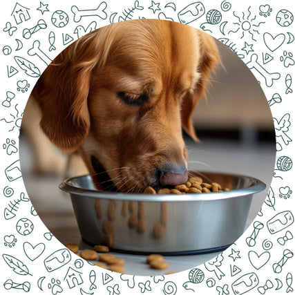 Dog FoodGolden retriever eating kibble from a shiny metal bowl on a floor, surrounded by a playful pattern of pet-related icons and doodles.