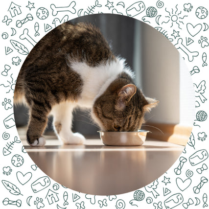 Cat FoodTabby cat eating from a metal bowl on a sunlit wooden floor, framed by a whimsical pattern of cartoon pets and food items, conveying warmth and playfulness.