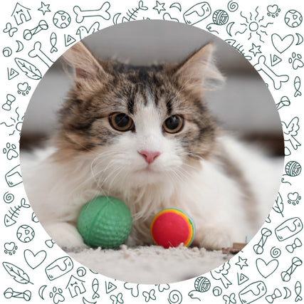 Cat SuppliesA fluffy, brown and white cat lies on a carpet, looking directly into the camera. Two colorful balls are in front of it. The border features playful doodles.