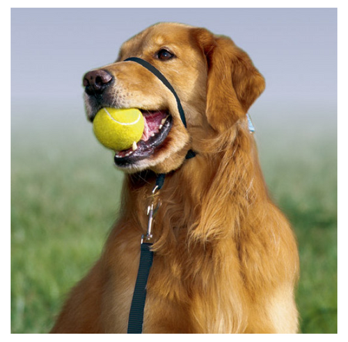 Petsafe Gentle Leader Quick Release Fawn Headcollar for Dogs