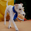 Bark More S'mores Dog Toy
