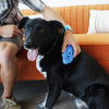 KONG  ZoomGroom Boysenberry Brush for Dogs